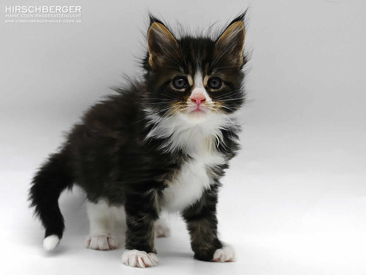 Maine Coon Baby Hirschberger´s Neo - 6 Wochen