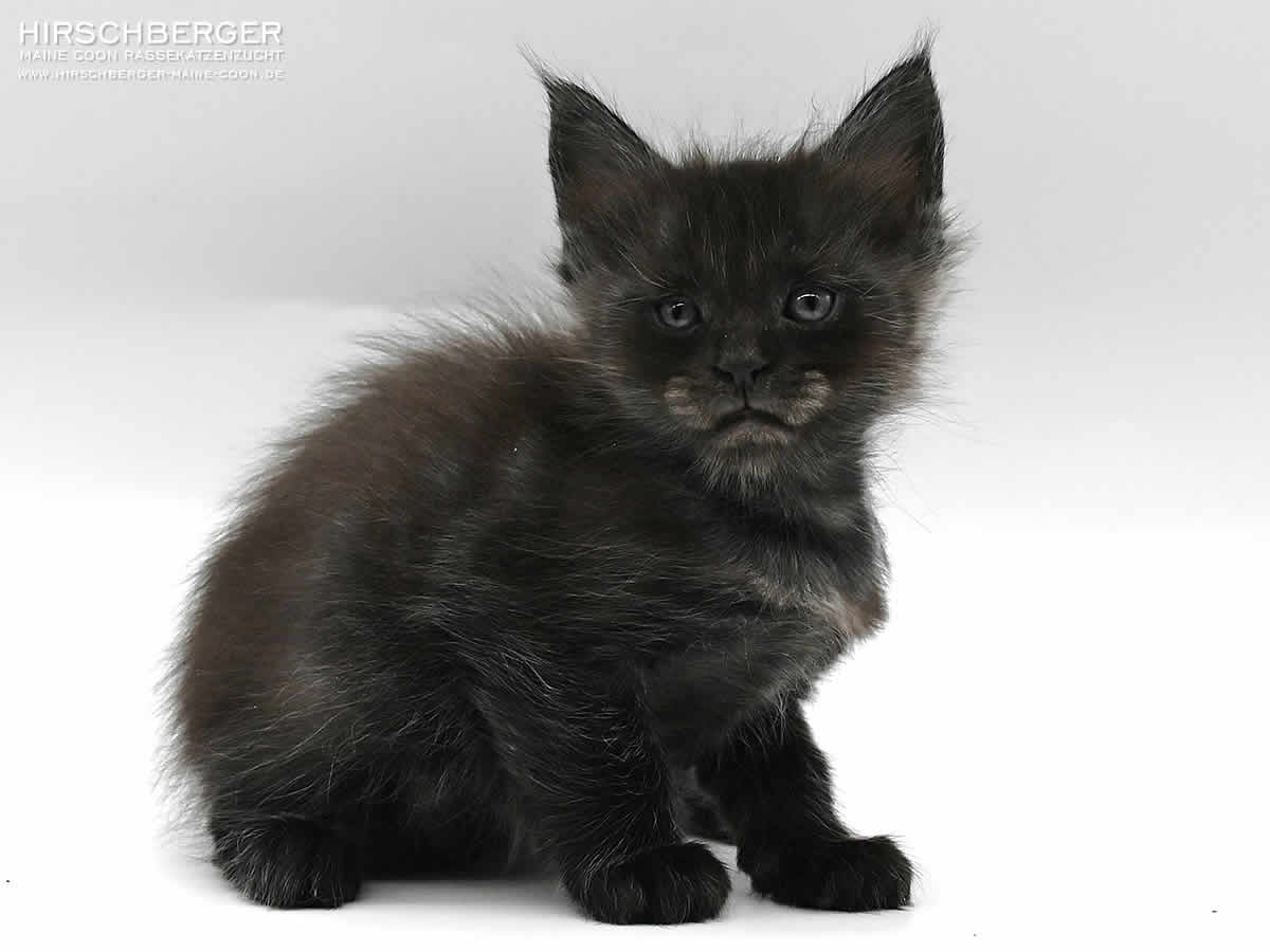 Maine Coon Baby Hirschberger´s Olli - 5 Wochen