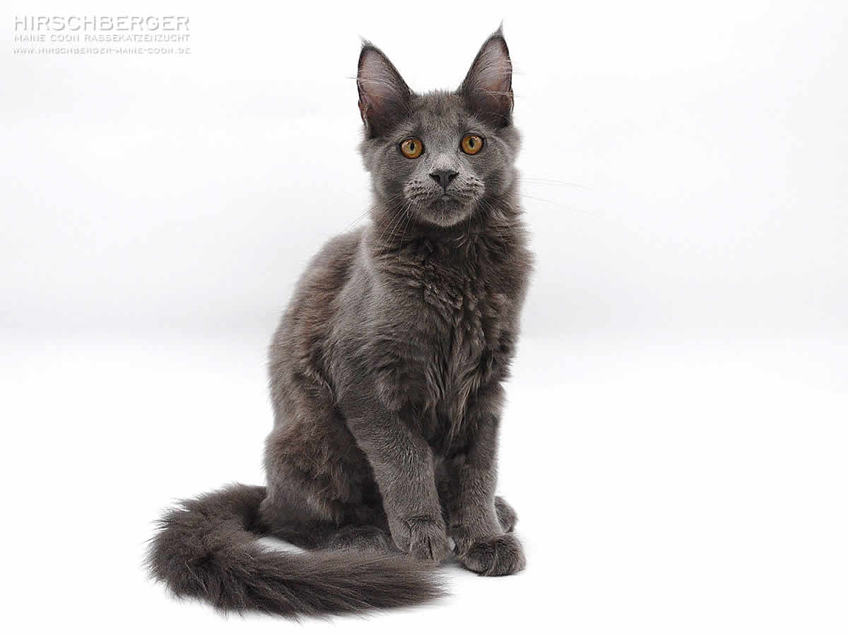 Maine Coon Kitten Hirschberger´s Carry