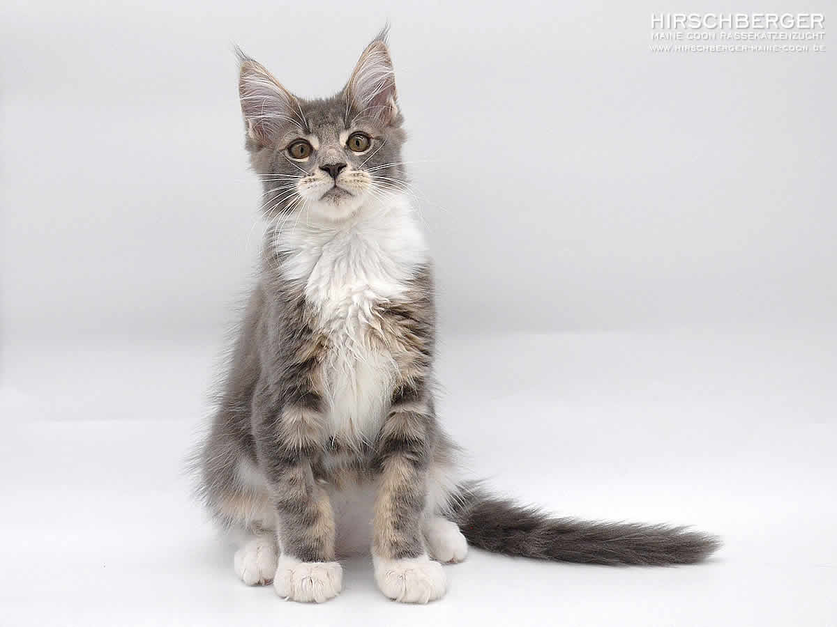 maine coon baby Caruso