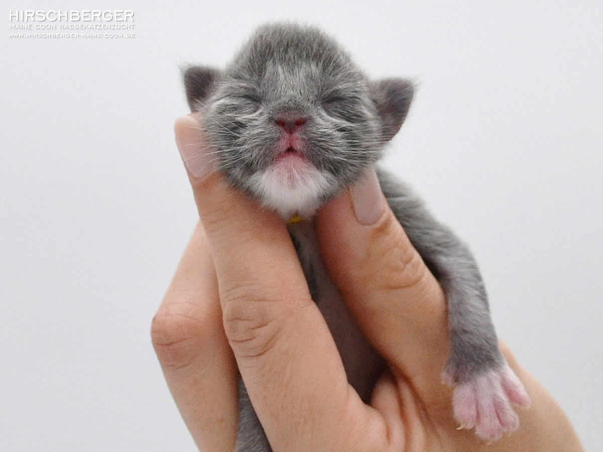 Maine Coon Kitten Hirschberger´s Colin