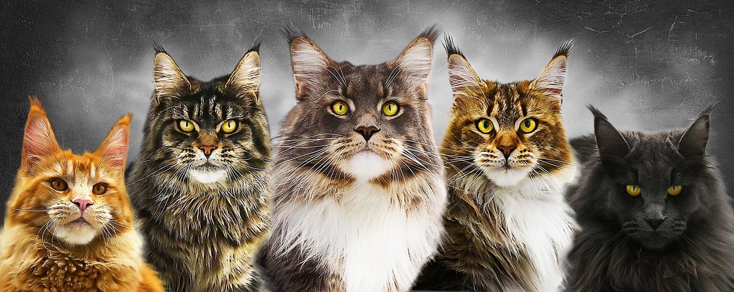 Hirschberger's Maine Coon Zucht